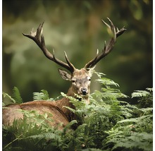 Rothirsch im Wald zwischen Farnen