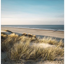 Strandhafer auf Sanddünen mit Meerblick