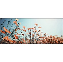 Feld mit blühenden Kosmeen vor einem hellen Himmel