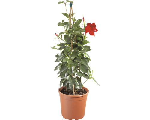 Mandevilla FloraSelf Dipladenia x Hybride pyramide pot de 17 cm