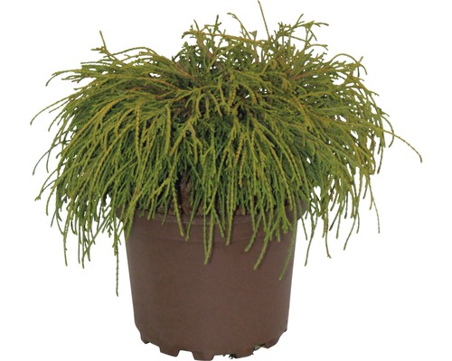 Faux cyprès de Sawara FloraSelf Chamaecyparis pisifera 'Filifera Nana' H 20-25 cm Co 2 L