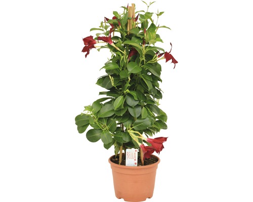 Dipladenia en pot avec support d''escalade
