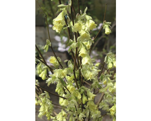Scheinhasel Corylopsis pauciflora 40-50cm Co 5L
