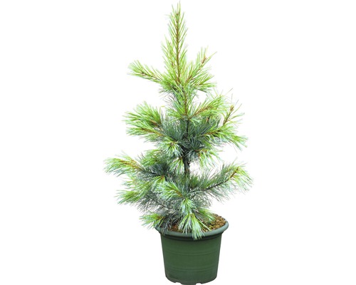 Ammerlandkiefer Pinus monticola 'Ammerland' 40-60 cm