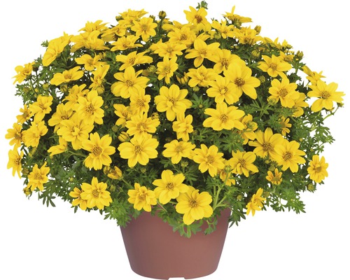 Bidens Yellow Sunshine FloraSelf® 12er Topf, goldgelb