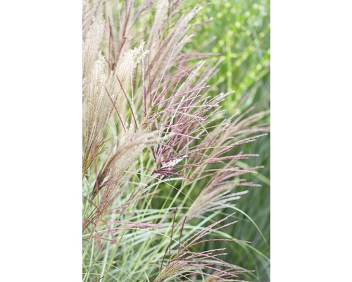 Herbe aux écouvillons Pennisetum alopecuroides 'hameln' Co 5 l