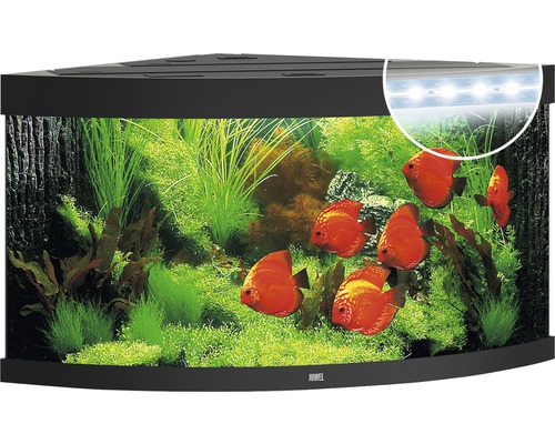 Eckaquarium mit Pflanzen und Fischen