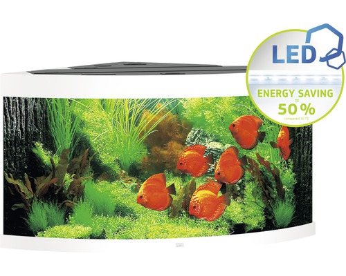 Aquarium d''angle avec éclairage LED et poissons tropicaux