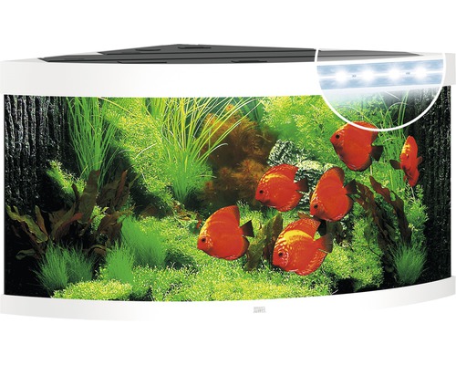 Aquarium d''angle avec poissons et plantes aquatiques