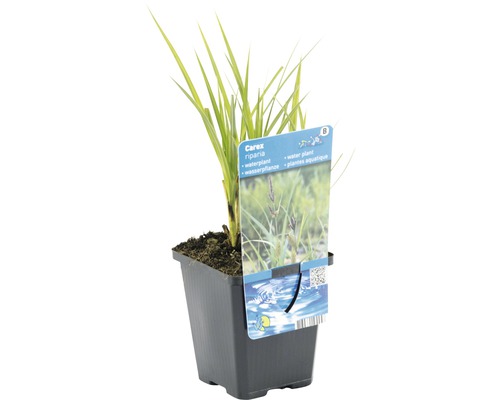 Ufer-Segge im Topf
