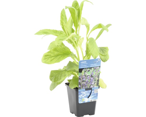 Wasserpflanze Lobelia in einem Topf