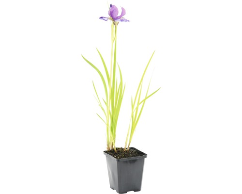Iris im Topf, eine Zierpflanze für den Garten