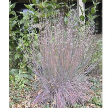 Molinie bleue dans le jardin