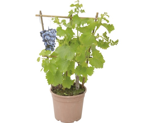 Vigne 'Vitis vinifera' pot de 17 cm