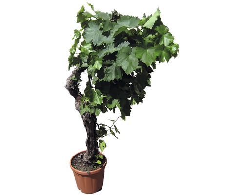 Vigne 'Vitis vinifera' pot de 30 cm