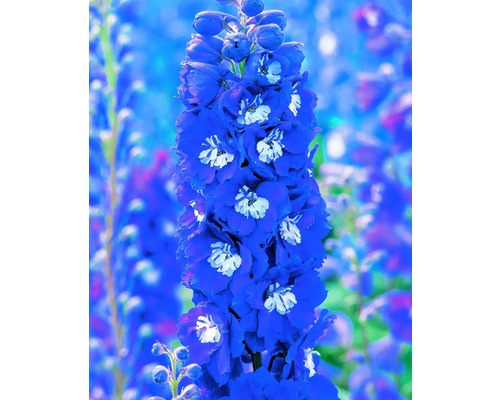 Pied d''alouette avec des fleurs bleues