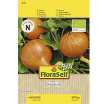 FloraSelf Kürbis Cucurbita maxima Samenpackung