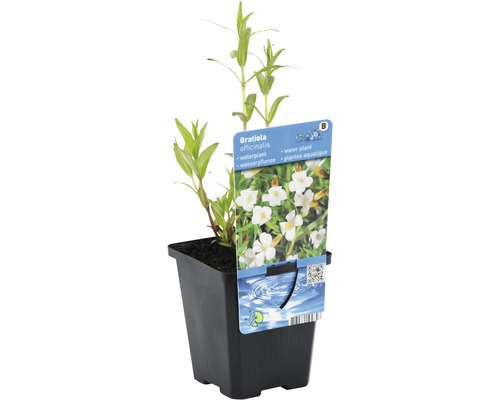 Gratiola officinalis Wasserpflanze im Topf