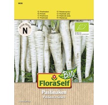 Bio Pastinaken FloraSelf Bio samenfestes Saatgut Gemüsesamen