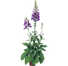Plante digitale en fleurs en pot.