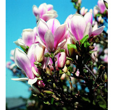 Magnolia en fleurs