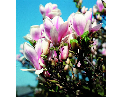 Magnolienbaum mit Blüten