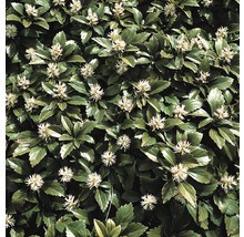 Detailansicht von Pachysandra terminalis, einer bodendeckenden Pflanze mit grünen Blättern und weißen Blüten