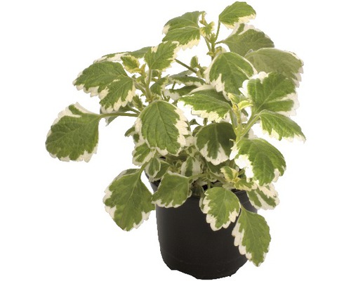 Boswellie FloraSelf Plectranthus fruticosus Ø 10,5 cm pot plectranthus forsteri, également contre les mites alimentaires