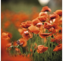 Champ de coquelicots en fleurs