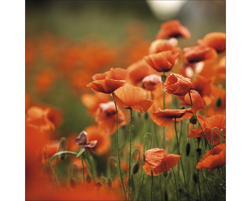 Photo sous verre Orange Poppies I, 50x50 cm cm