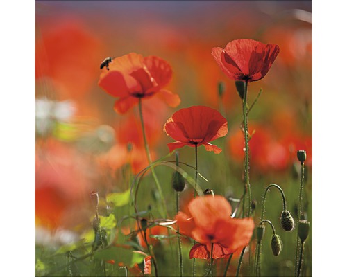 Photo sous verre Orange Poppies II, 50x50 cm cm