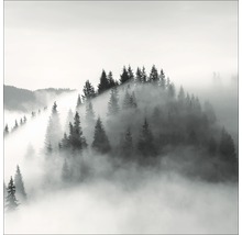 Nebelverhangener Wald mit Nadelbäumen
