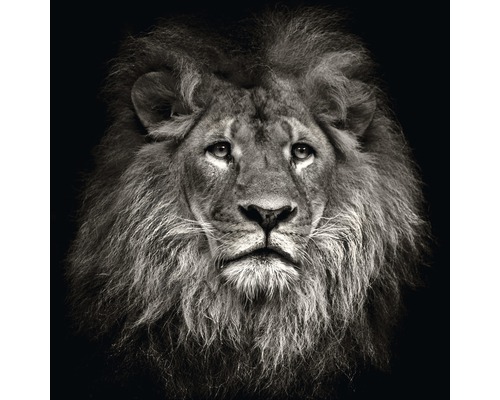 Glasbild Lion Head 30x30 cm