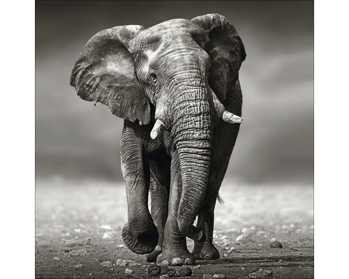 Glasbild Grey Elephant 20x20 cm