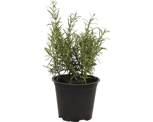 Plant de romarin en pot
