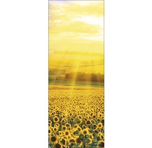Sonnenblumenfeld unter hellem Himmel