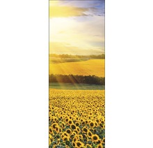Panoramaansicht eines Sonnenblumenfeldes