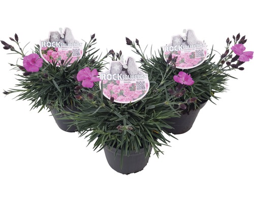 Oeillet FloraSelf® Dianthus caryophyllus H 10-15 cm Co 0.8 L