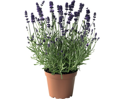 Lavendel FloraSelf Lavandula angustifolia Co 3 L Lavendel FloraSelf Lavandula angustifolia Co 3 L