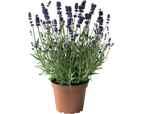 Lavendel