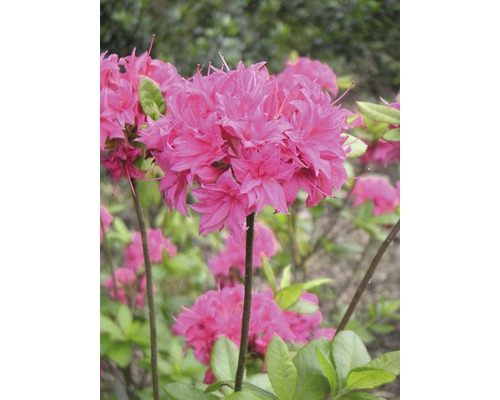 Rhododendron rose, 30 - 40 cm