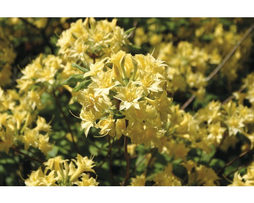 Rhododendron jaune, 30 - 40 cm