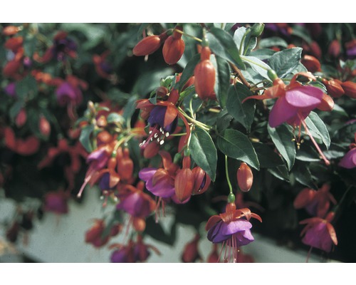 Fuchsia Fuchsia Hybrida 24 pot multicolore sélection aléatoire des variétés