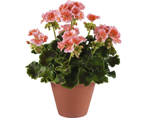Géranium en pot