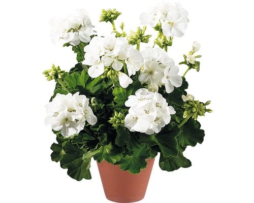 Géranium avec des fleurs blanches dans un pot