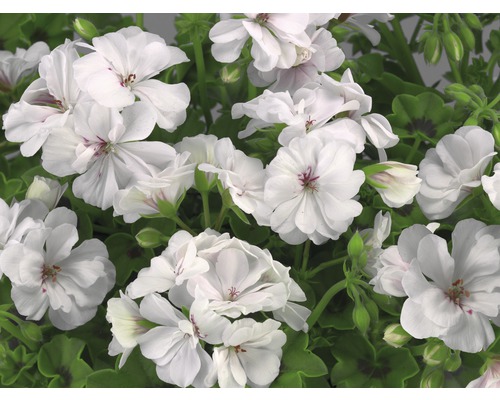 Fleurs de géranium blanches avec feuilles vertes