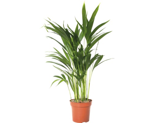 Palmiste multipliant FloraSelf Dypsis lutescens H 70-80 cm pot de 17 cm de Ø Palmier d''arec dans un pot