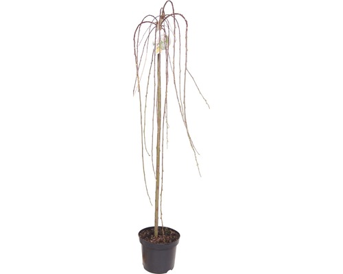 Saule marsault pleureur arbuste FloraSelf Salix caprea 'Pendula' H 100-110 cm Co 5 L
