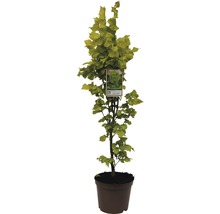 Charme colonnaire en pot