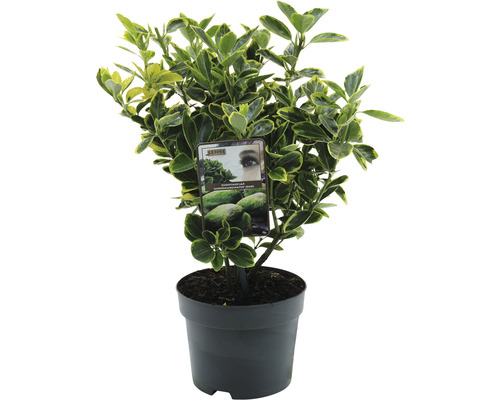 Fusain d''Europe planté en pot